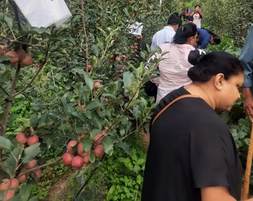 Apple & kiwi orchard