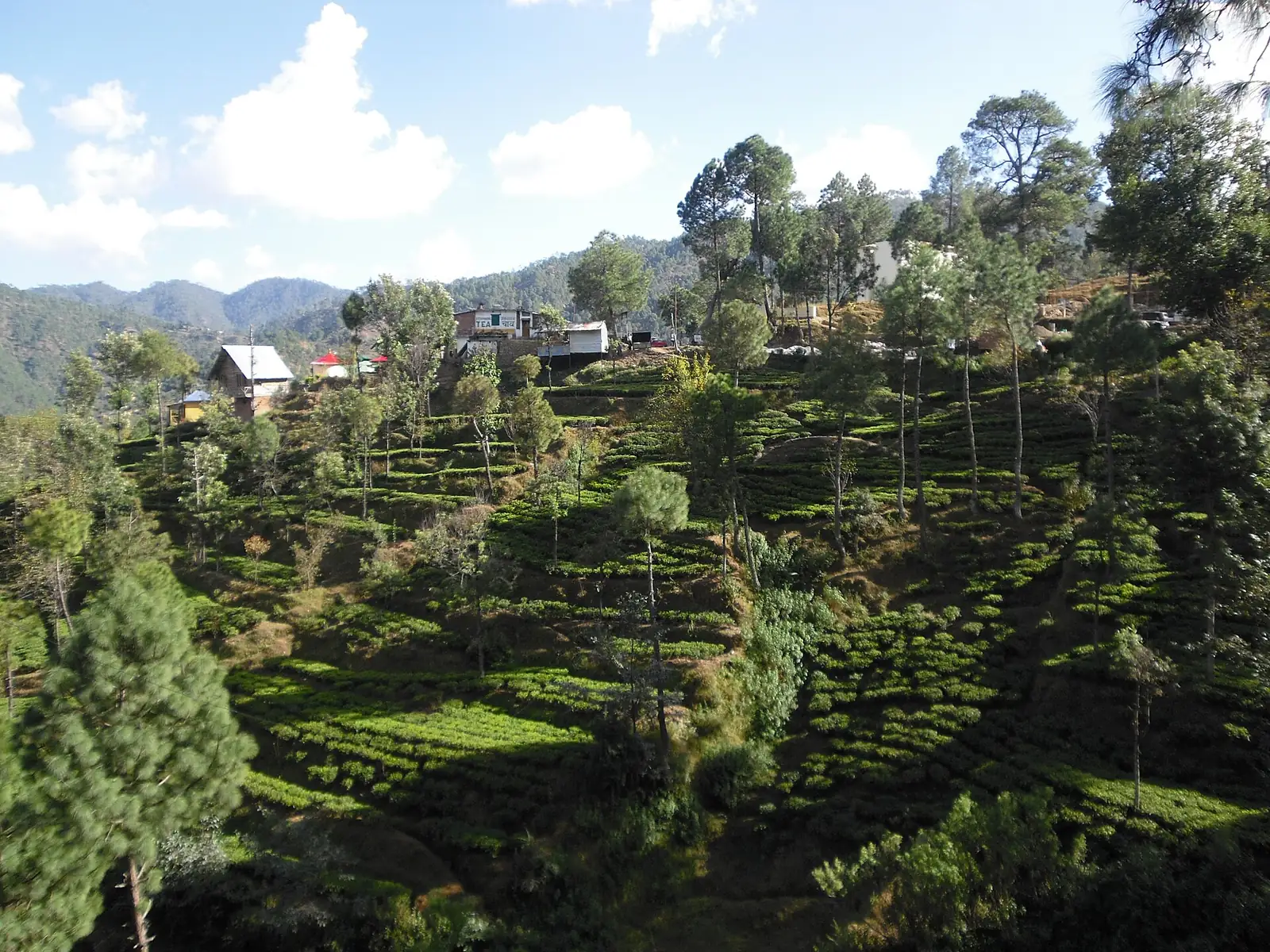 Tea gardens on the slopes below Kausani.