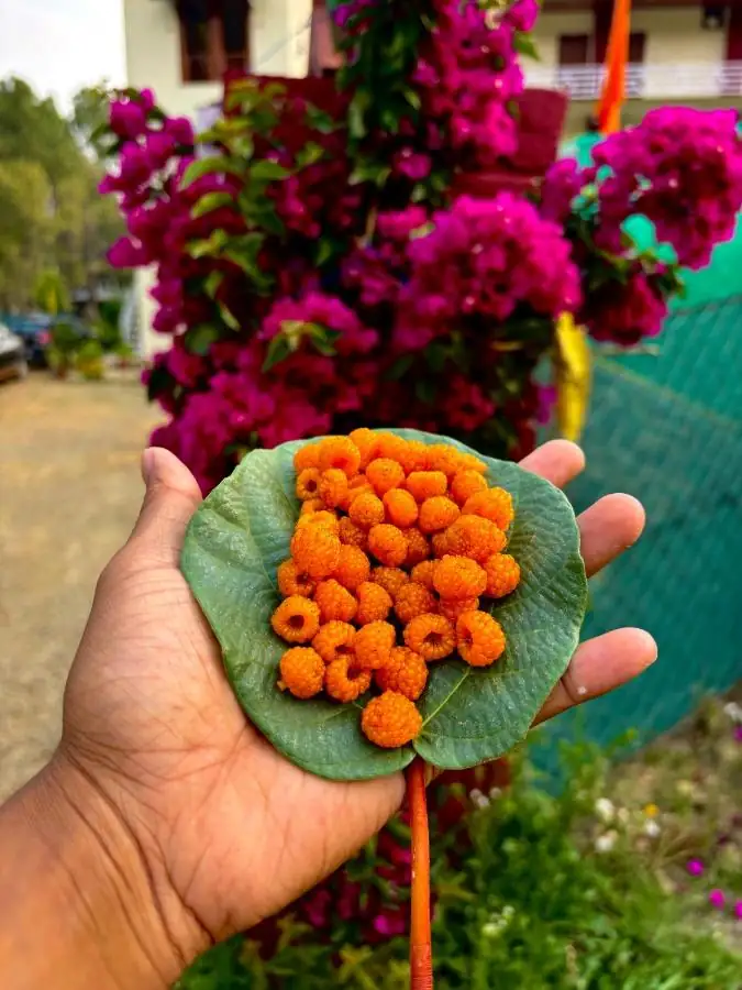 Pahadi flavours