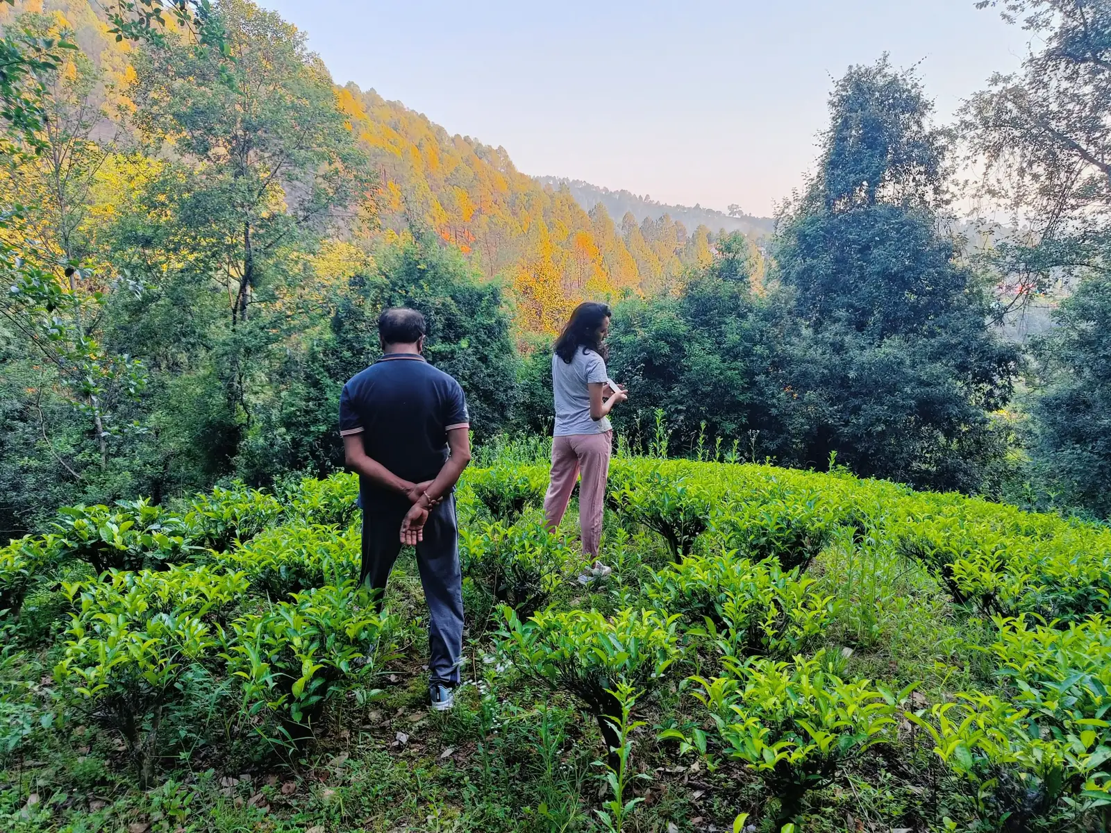 Our own tea garden